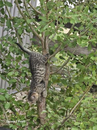 Bezaubernder Bengal-Mix-Kater mit außergewöhnlicher Fellzeichnung sucht liebevolles Zuhause
