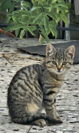 3 wunderschöne Bengal-Mix-Kätzchen – 2 Kater & 1 Mädchen – ab 15.10