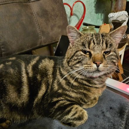 2 wunderschöne Bengal-Mix-Kätzchen – 1 Kater & 1 Mädchen – ab 15.10