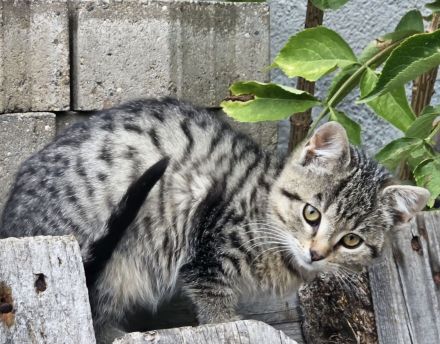 3 wunderschöne Bengal-Mix-Kätzchen – 2 Kater & 1 Mädchen – ab 15.10