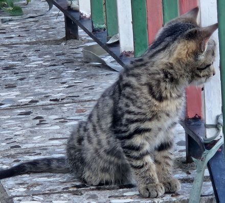 3 wunderschöne Bengal-Mix-Kätzchen – 2 Kater & 1 Mädchen – ab 15.10
