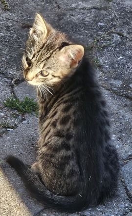 3 wunderschöne Bengal-Mix-Kätzchen – 2 Kater & 1 Mädchen – ab 15.10