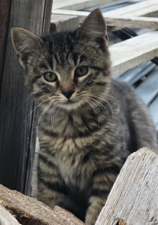 3 wunderschöne Bengal-Mix-Kätzchen – 2 Kater & 1 Mädchen – ab 15.10