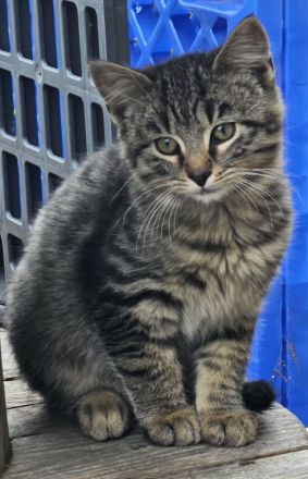 3 wunderschöne Bengal-Mix-Kätzchen – 2 Kater & 1 Mädchen – ab 15.10