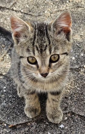 3 wunderschöne Bengal-Mix-Kätzchen – 2 Kater & 1 Mädchen – ab 15.10