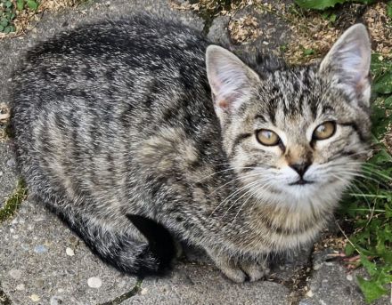 3 wunderschöne Bengal-Mix-Kätzchen – 2 Kater & 1 Mädchen – ab 15.10