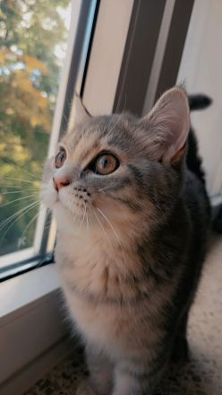 Liebevolles BKH Katzenmädchen (5,5 Monate) mit 24-teiligem Zubehör