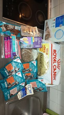 Liebevolles BKH Katzenmädchen (5,5 Monate) mit 24-teiligem Zubehör