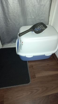 Liebevolles BKH Katzenmädchen (5,5 Monate) mit 24-teiligem Zubehör