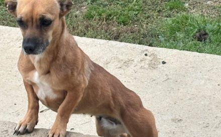 Schüchterne kleine Windy sucht geduldiges Zuhause