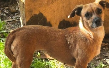 Schüchterne kleine Windy sucht geduldiges Zuhause