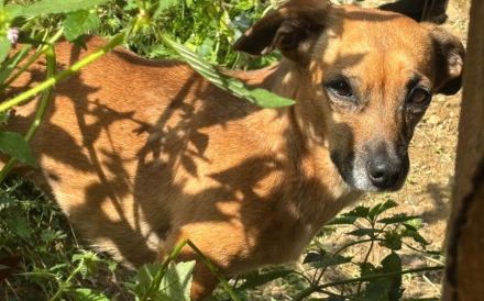 Schüchterne kleine Windy sucht geduldiges Zuhause