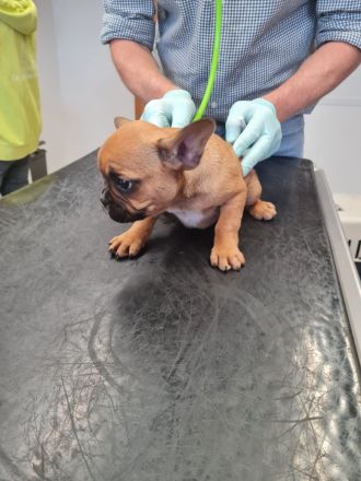 Französische Bulldoggen Welpen