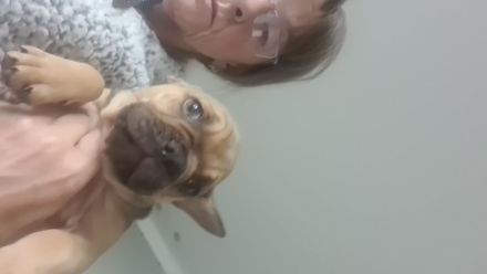 Französische Bulldoggen Welpen