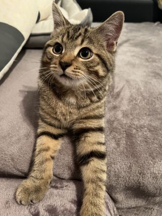 Simba lieber BKH-Mix-Kater sucht ein liebevolles Zuhause