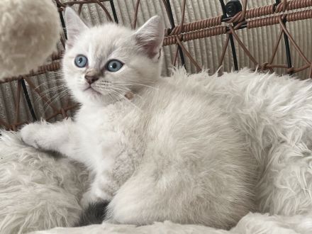 Luna Britisch Kurzhaar (BKH) sucht ein liebevolles Zuhause