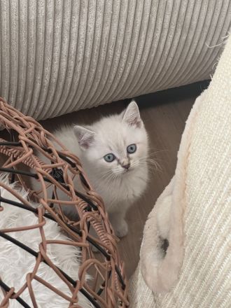Luna Britisch Kurzhaar (BKH) sucht ein liebevolles Zuhause