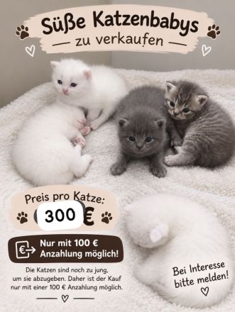 Bkh kitten