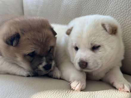 Shiba Inu