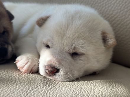 Shiba Inu