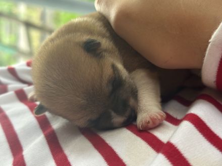 Shiba Inu