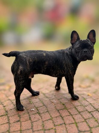 Französische Bulldogge 6 Monate Rüde
