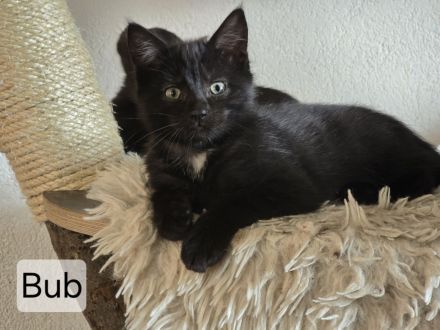Maincoon Mix Kitten