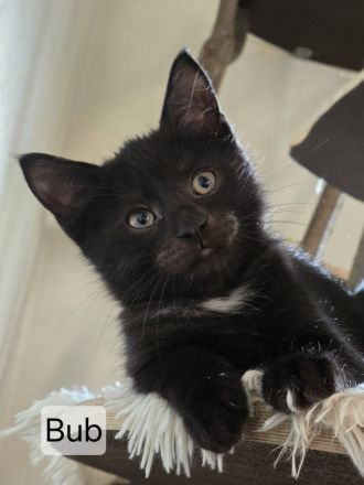 Maincoon Mix Kitten