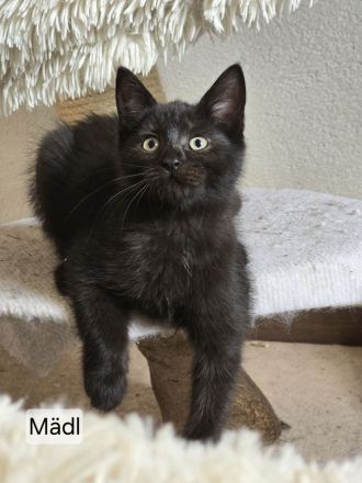 Maincoon Mix Kitten