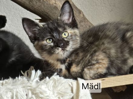 Maincoon Mix Kitten
