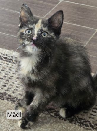 Maincoon Mix Kitten
