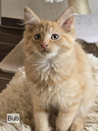 Maincoon Mix Kitten