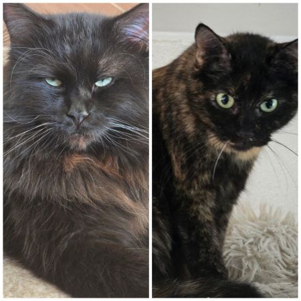 Maincoon Mix Kitten