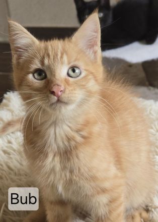Maincoon Mix Kitten