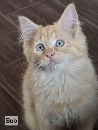 Maincoon Mix Kitten