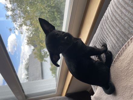 🐶 Kleiner Rüde sucht ein liebevolles Zuhause! 🏡❤️