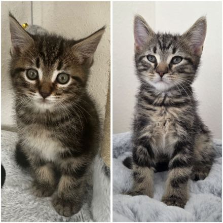 Maine Coon mix Jungs suchen liebevolles Zuhause