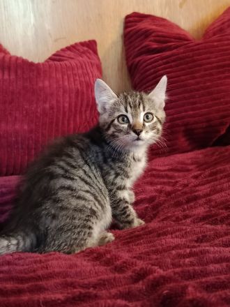 Bildschöne sibirische Mixkitten suchen ihr Für immer Zuhause