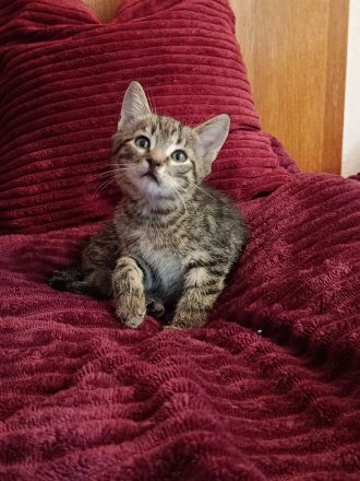 Bildschöne sibirische Mixkitten suchen ihr Für immer Zuhause