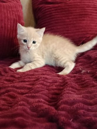 Bildschöne sibirische Mixkitten suchen ihr Für immer Zuhause