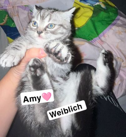 Zwei süße kitten suchen noch ein für immer zuhause