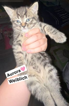 Zwei süße kitten suchen noch ein für immer zuhause