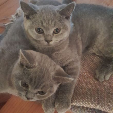 BKH Kitten blau Mädchen