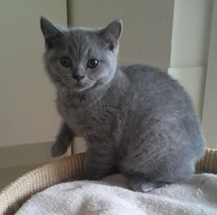 BKH Kitten blau Mädchen