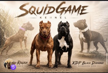 American Bully XL