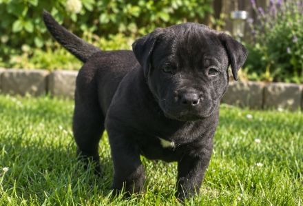American Bully XL