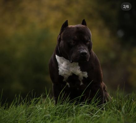 American Bully XL