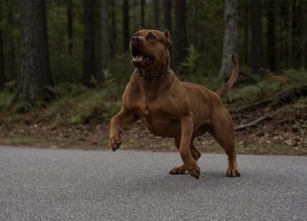 American Bully XL