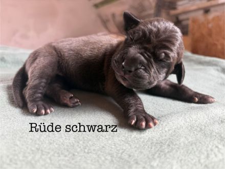 Deutsche Doggen-Welpen