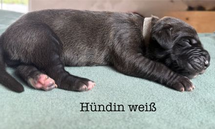 Deutsche Doggen-Welpen